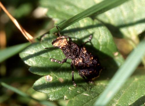 Réf. 320 313 : Platyrhinus resinosus